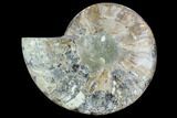 Cut Ammonite Fossil (Half) - Agatized #125568-1